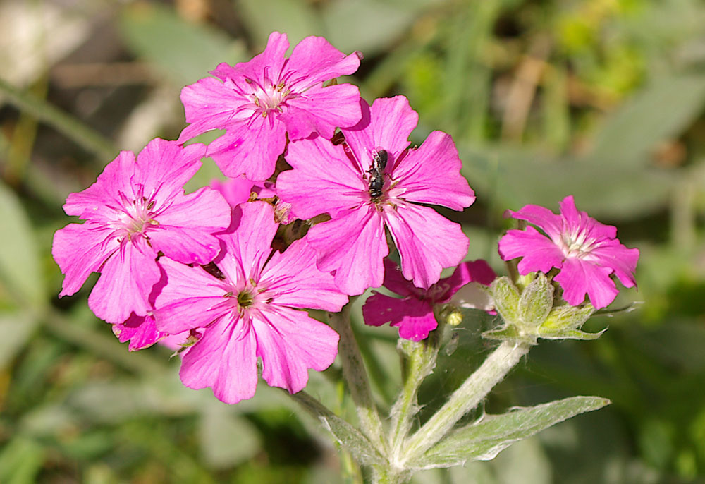 Lychnis flos-jovis/Crotonella fior di Giove